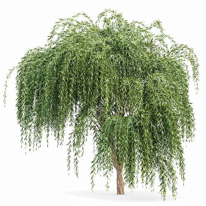 Elegant Weeping Willow Tree Duo 3D model image 3