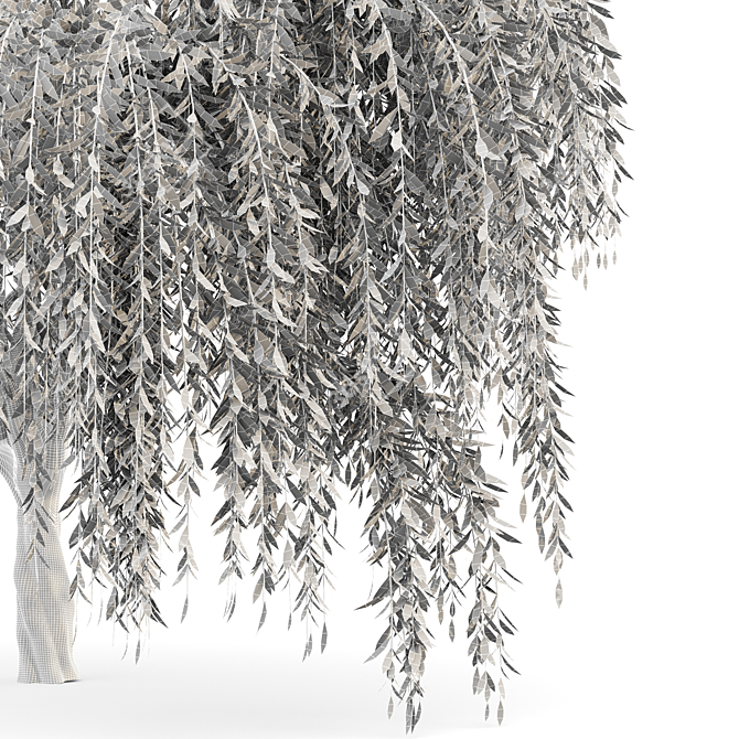 Elegant Weeping Willow Tree Duo 3D model image 4