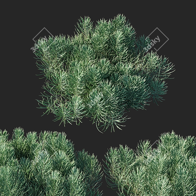 Sleek Succulent Senecio Cylindricus 3D model image 2