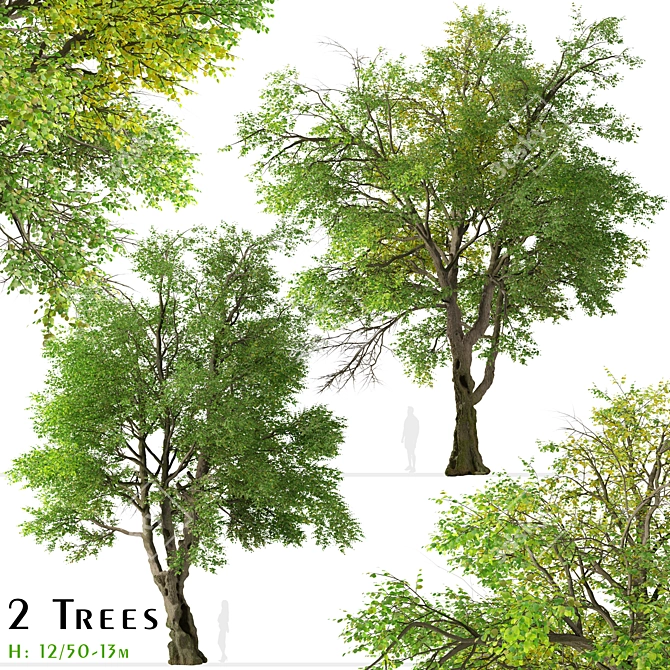 Oregon Ash Tree Set - 2 Majestic Fraxinus latifolia 3D model image 1