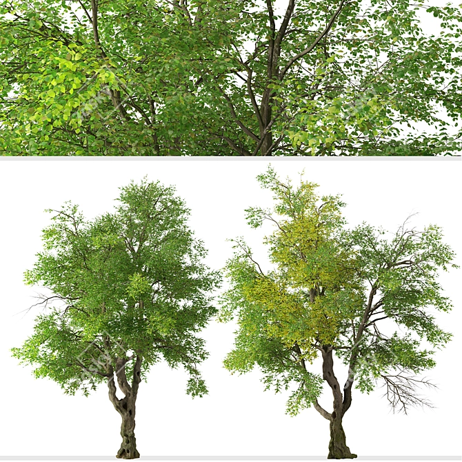 Oregon Ash Tree Set - 2 Majestic Fraxinus latifolia 3D model image 3