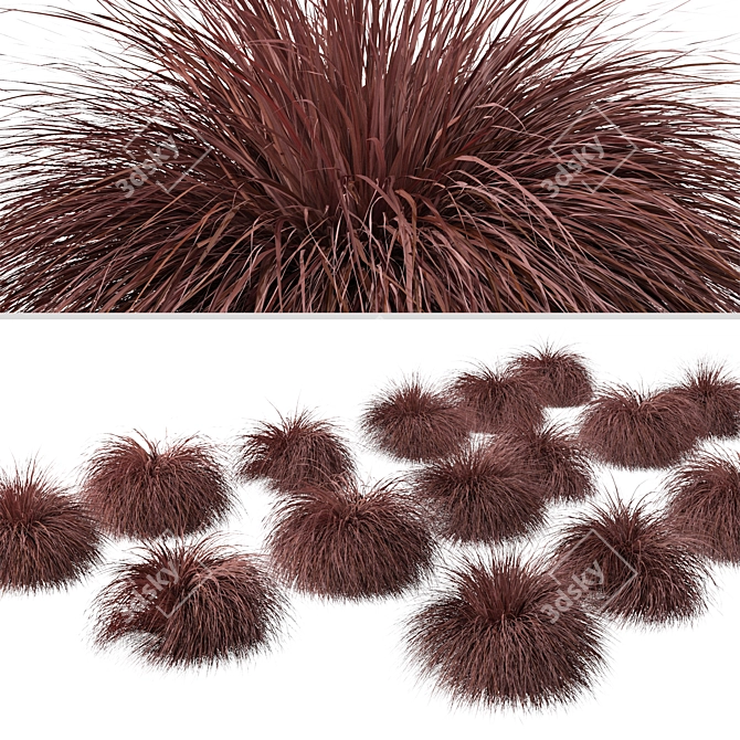 Lush New Zealand Hair Sedge: Trio of Cascading Carex Comans Plants 3D model image 2