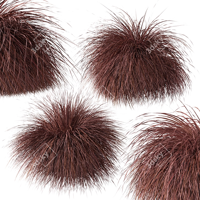 Lush New Zealand Hair Sedge: Trio of Cascading Carex Comans Plants 3D model image 3