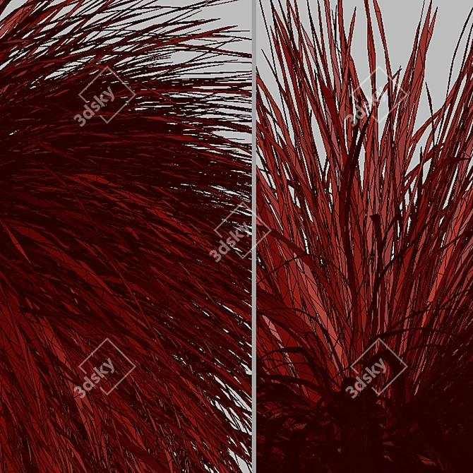 Lush New Zealand Hair Sedge: Trio of Cascading Carex Comans Plants 3D model image 5