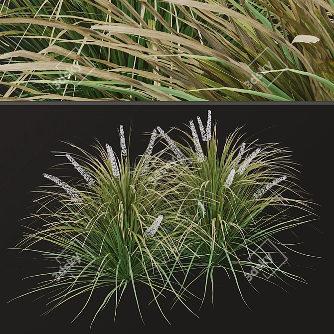 Title: Lush Set of Dwarf Lilyturf Plants 3D model image 4