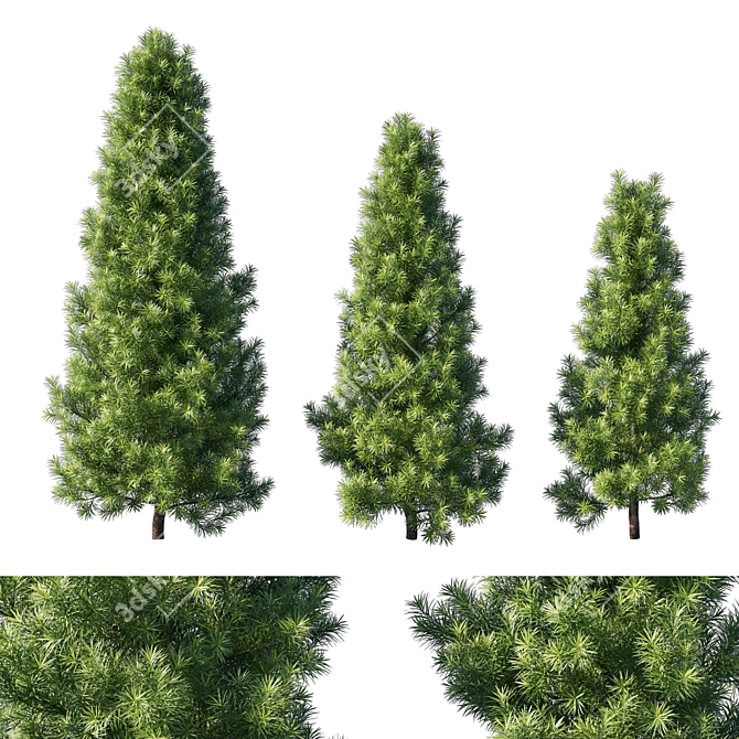 Exquisite Podocarpus Macrophyllus Tree 3D model image 1