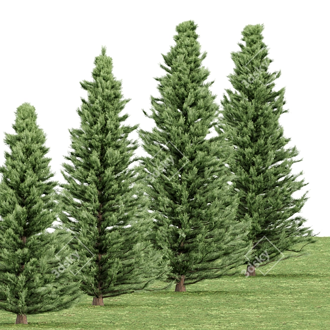  Evergreen Pine Trees Vol. 22 3D model image 2