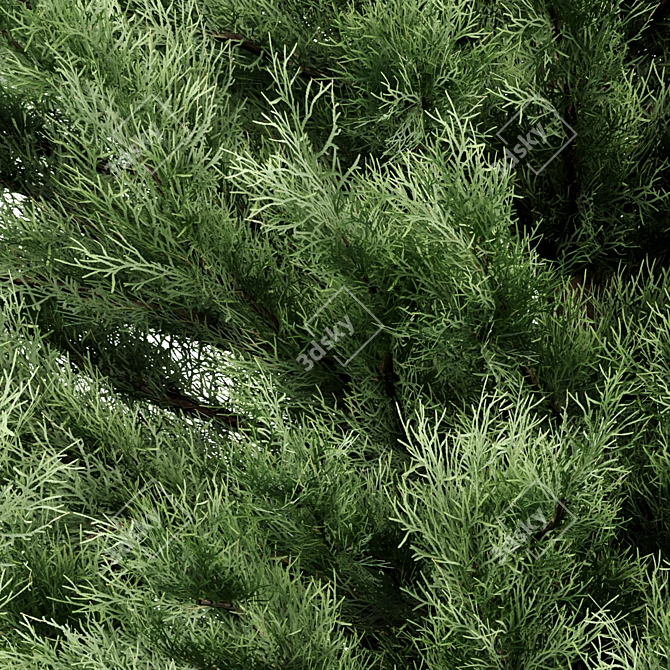  Evergreen Pine Trees Vol. 22 3D model image 3