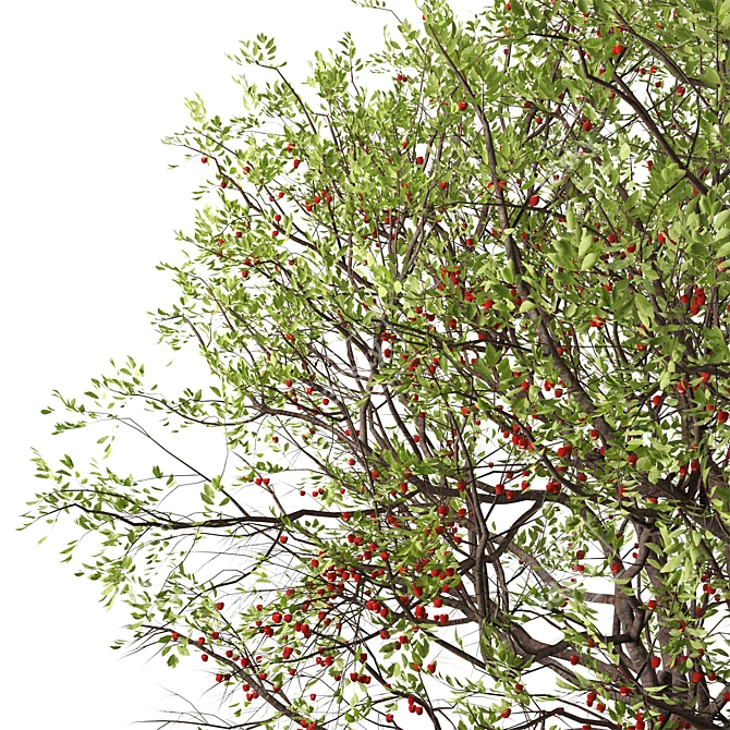 Juicy Bitter Cherry Tree Set (2 Trees) 3D model image 3