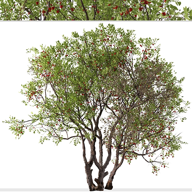 Juicy Bitter Cherry Tree Set (2 Trees) 3D model image 5