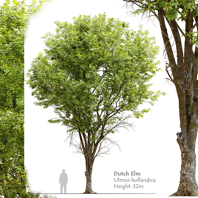 Dutch Elm Tree: Height 12m 3D model image 1