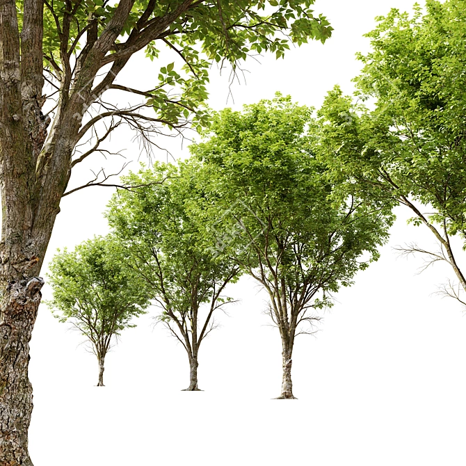 Dutch Elm Tree: Height 12m 3D model image 3