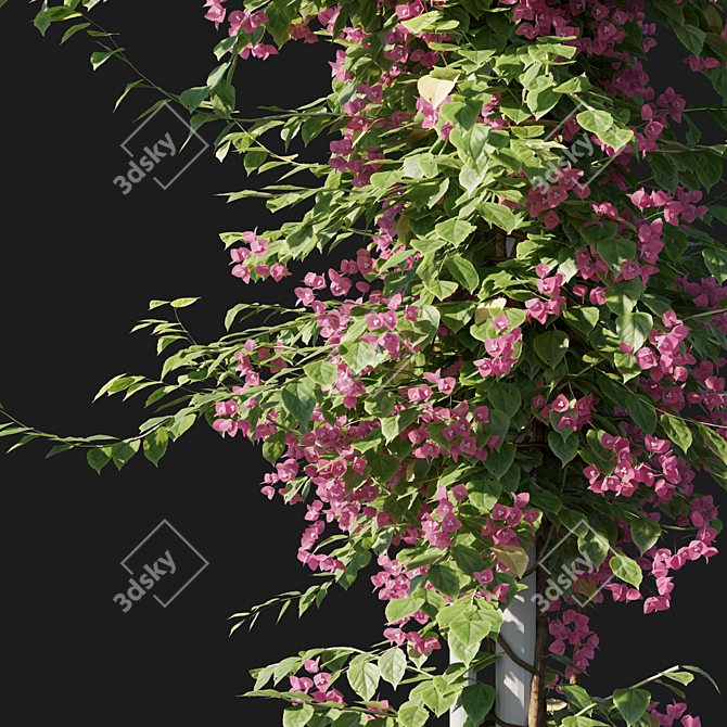 Blooming Bougainvillea 04 3D model image 2