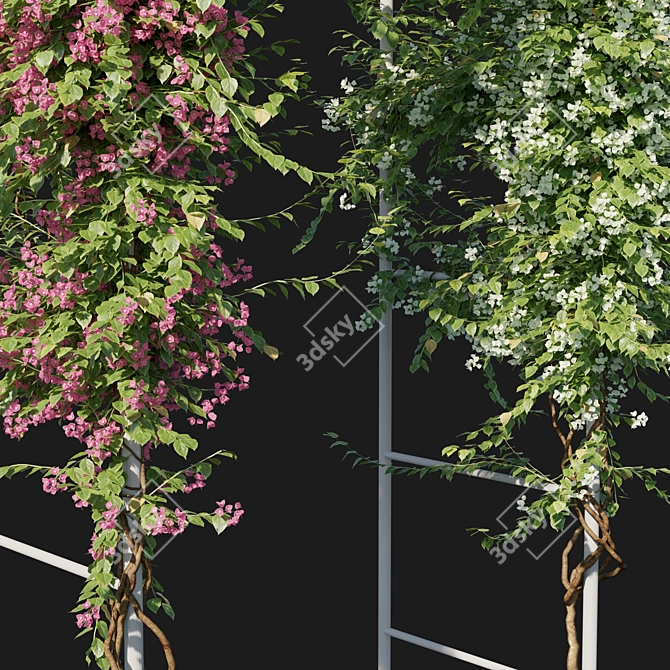 Blooming Bougainvillea 04 3D model image 3