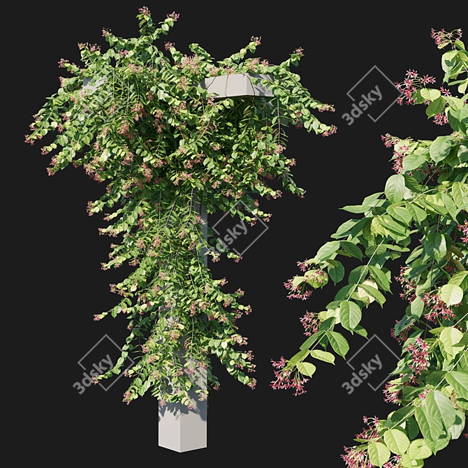 Combretum Indicum 05: 3D Model in MM (2013) 3D model image 1