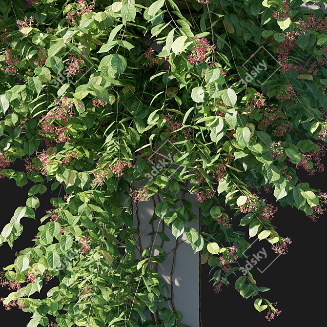 Combretum Indicum 05: 3D Model in MM (2013) 3D model image 2