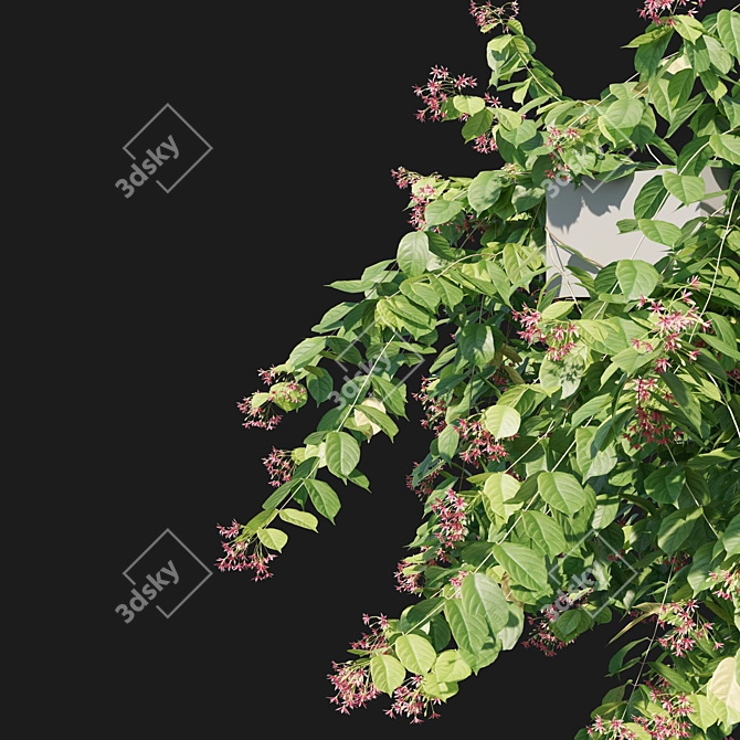 Combretum Indicum 05: 3D Model in MM (2013) 3D model image 3