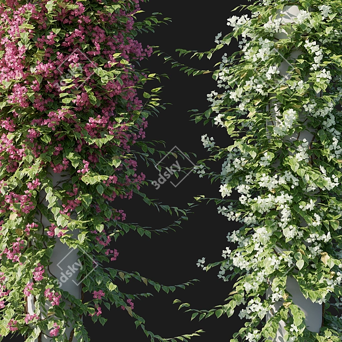 Elegant Bougainvillea Plant 05 3D model image 3