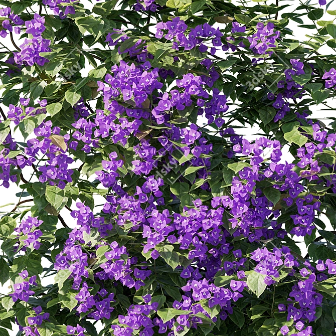 Blooming Bougainvillea Plant 3D model image 2