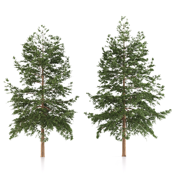 Japanese Larch Tree Duo 3D model image 4