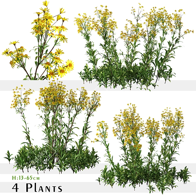 Senecio Jacobaea Wildflower Set (4 Plants) 3D model image 1