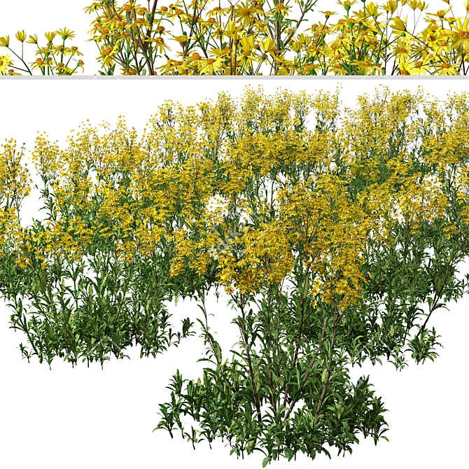 Senecio Jacobaea Wildflower Set (4 Plants) 3D model image 3