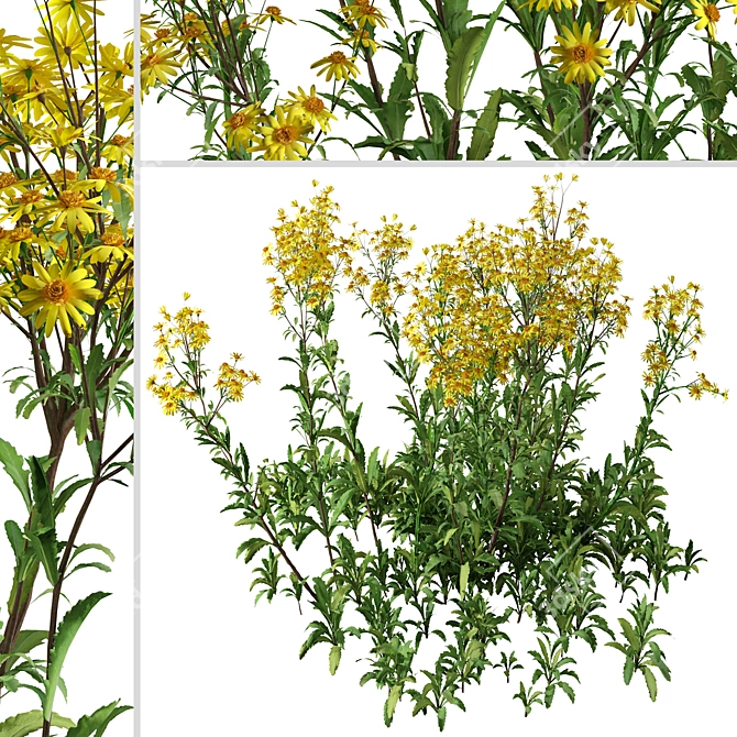 Senecio Jacobaea Wildflower Set (4 Plants) 3D model image 4