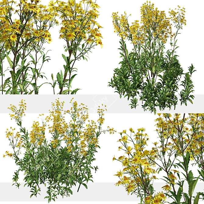 Senecio Jacobaea Wildflower Set (4 Plants) 3D model image 5