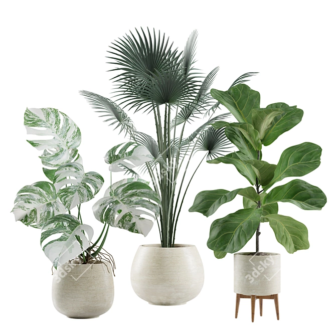 Tropical Indoor Plant Set 3D model image 1