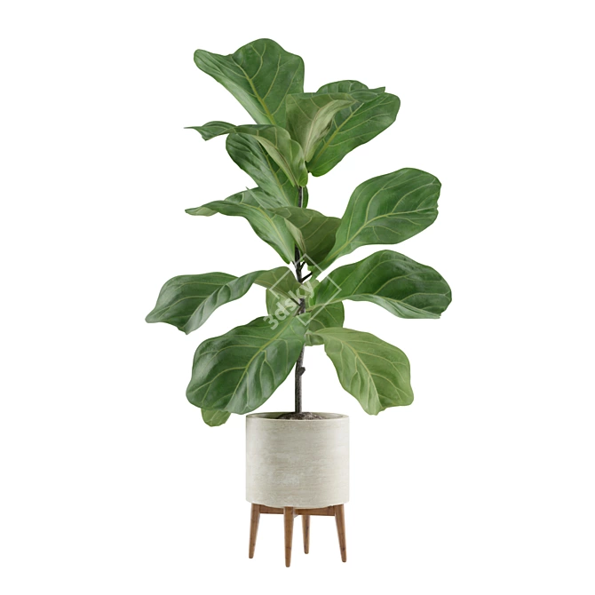 Tropical Indoor Plant Set 3D model image 3