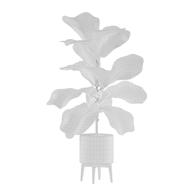 Tropical Indoor Plant Set 3D model image 4