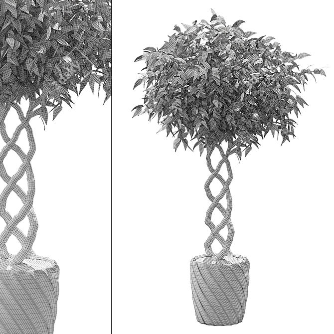 Botanical Oasis: Set of 5 Plants 3D model image 2
