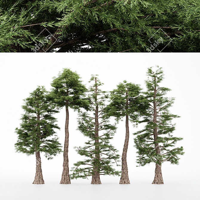 5 Different Western Red Cedar Trees 3D model image 1