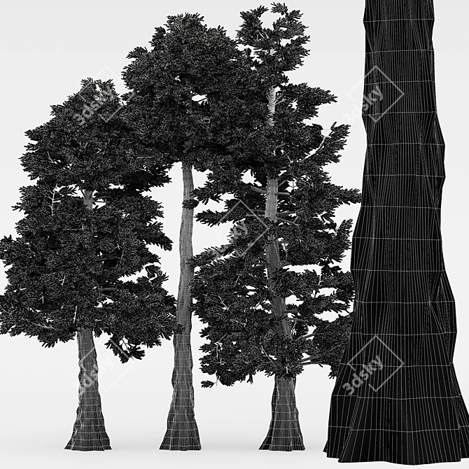 5 Different Western Red Cedar Trees 3D model image 4