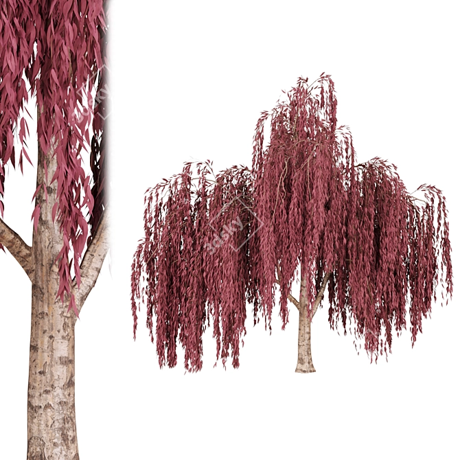 Willow Trees Collection, Vol. 23: Stunning and Lifelike 3D model image 2