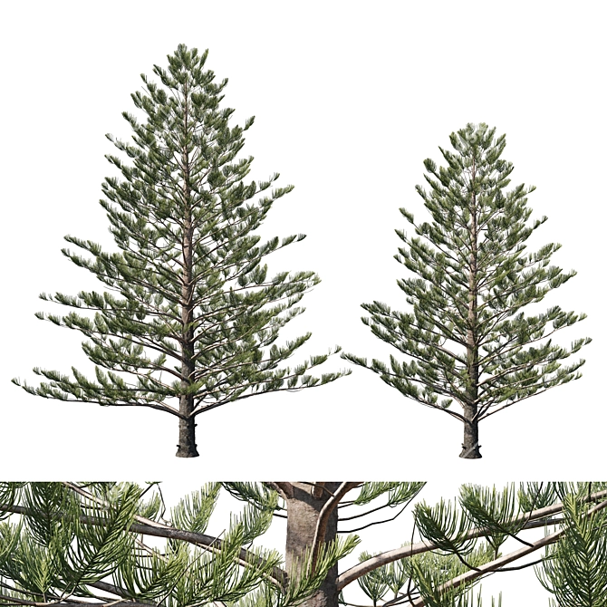 Premium Araucaria Norfolk Island Pine 3D model image 1