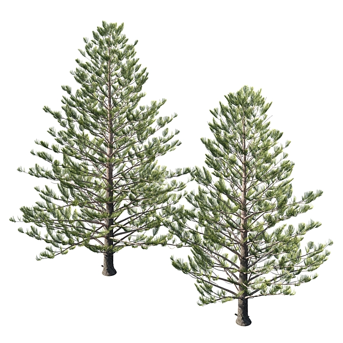 Premium Araucaria Norfolk Island Pine 3D model image 2