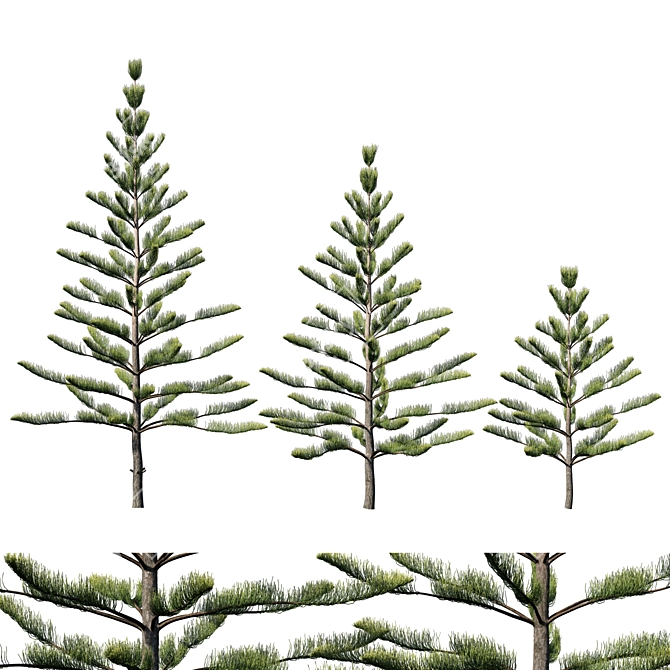 Araucaria Heterophylla: Exquisite Indoor Decor 3D model image 1