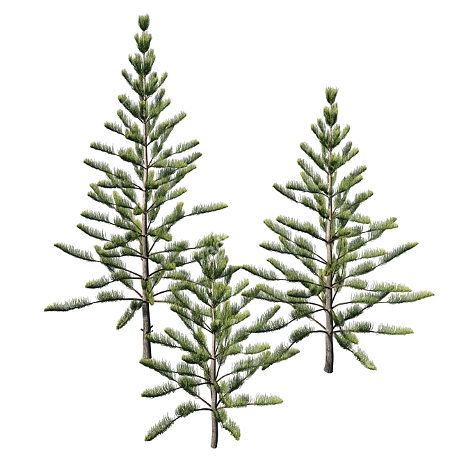 Araucaria Heterophylla: Exquisite Indoor Decor 3D model image 2