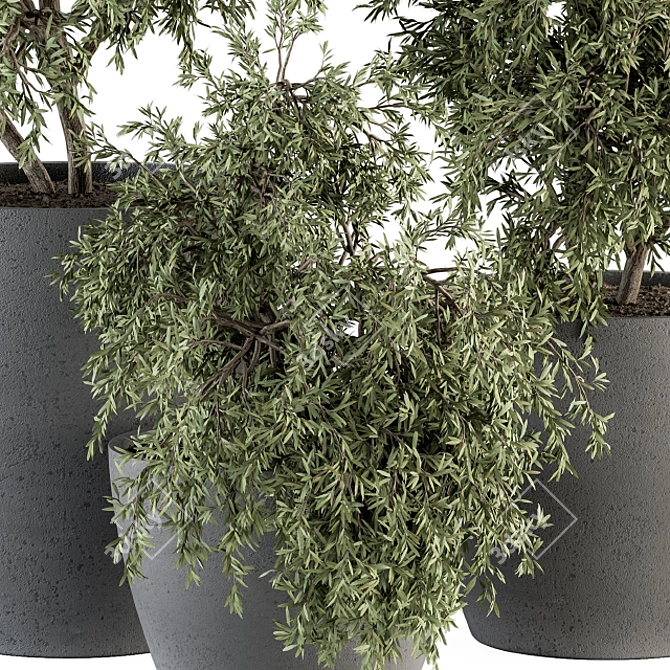 275 Outdoor Plants - Concrete Pot 3D model image 3