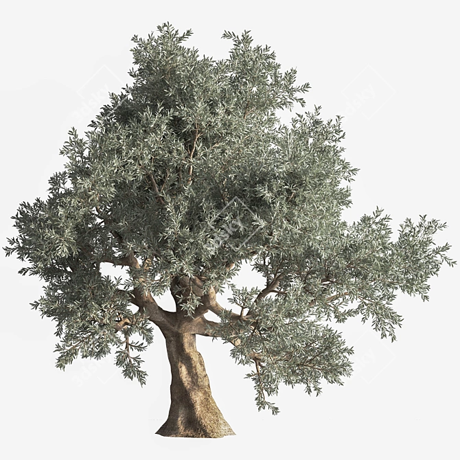 Beautiful Olive Tree 3D Model 3D model image 1