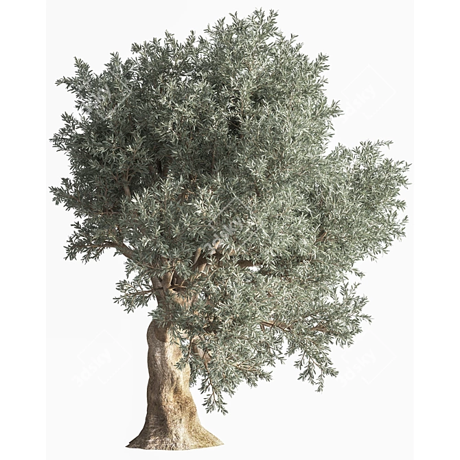 Beautiful Olive Tree 3D Model 3D model image 2