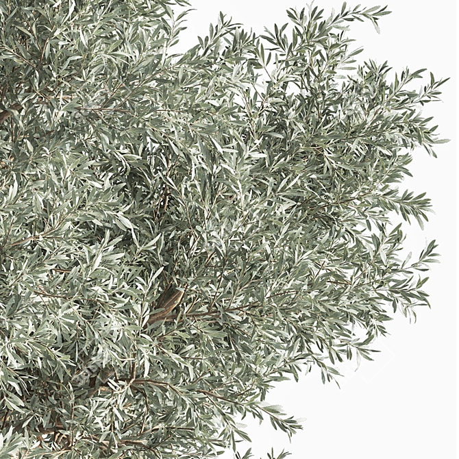 Beautiful Olive Tree 3D Model 3D model image 3