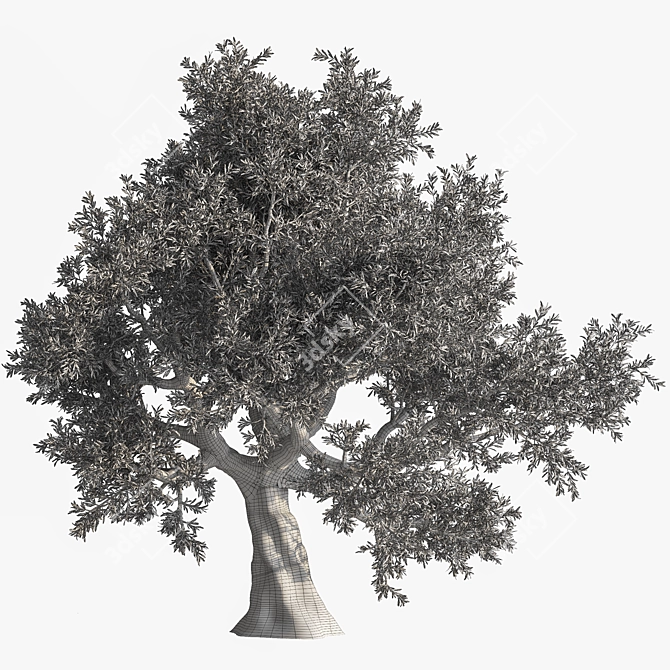 Beautiful Olive Tree 3D Model 3D model image 4