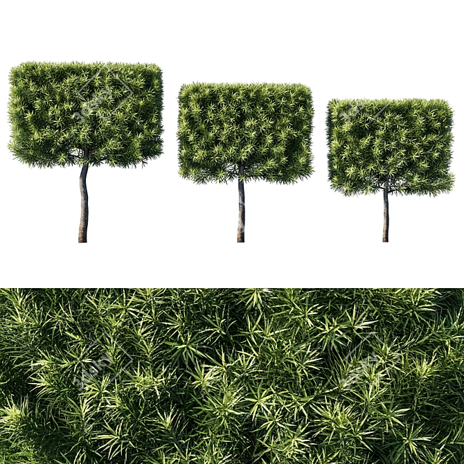 Lush Podocarpus Macrophyllas 03 3D model image 1