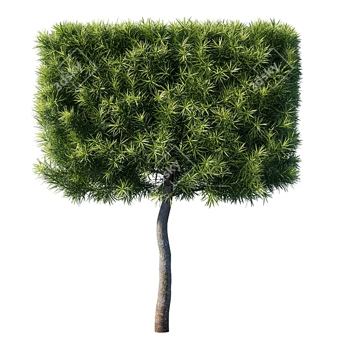 Lush Podocarpus Macrophyllas 03 3D model image 2