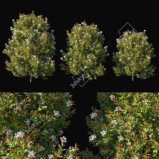 Red Robin Photinia: Compact and Vibrant Garden Shrub 3D model image 3