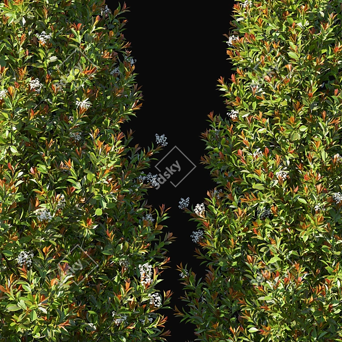 Compact Photinia Fraseri: Little Red Robin 02 3D model image 2