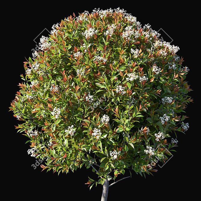 Compact Photinia Fraseri Little Red Robin Bush 3D model image 2