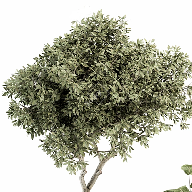 Green Oasis: Indoor Plant Set 3D model image 3